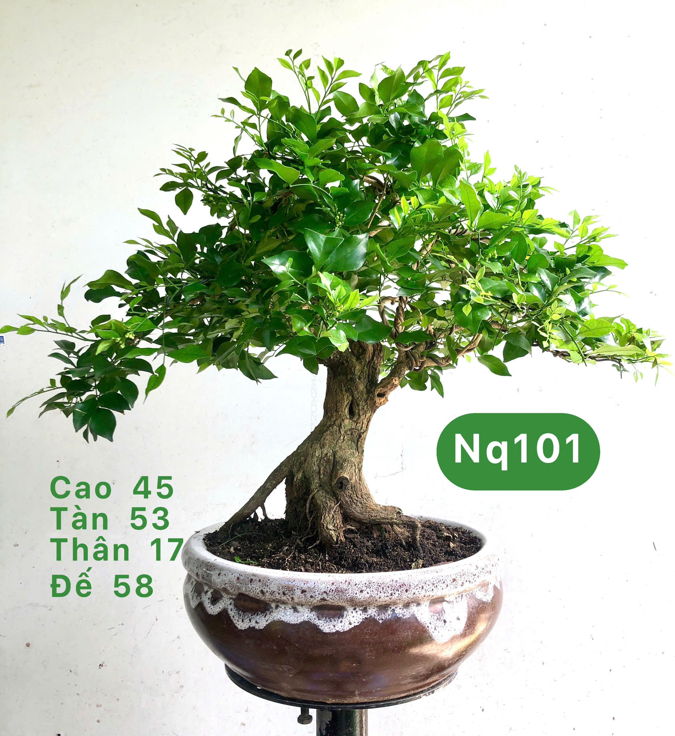 Tổng hợp cây bonsai để bàn